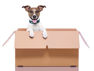 Jenks Movers Dog In Moving Box